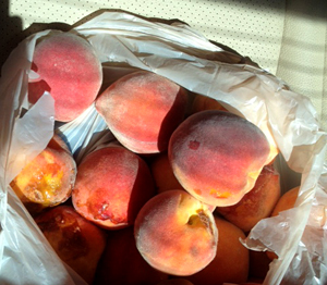 peach picking time