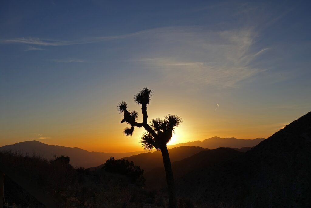 Joshua Tree